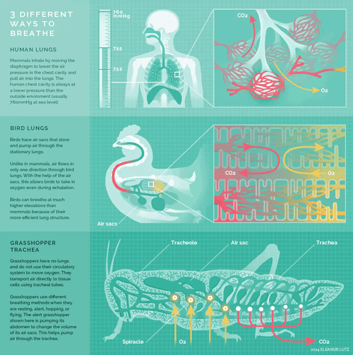 animated infographic example 5.2
