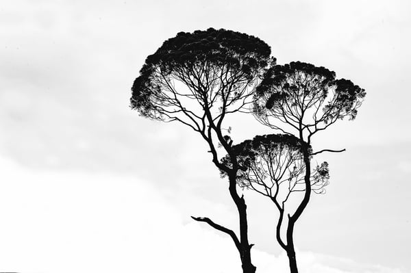 gray trees 