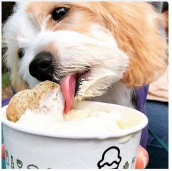 dog ice cream