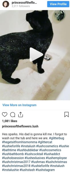 glittery cat