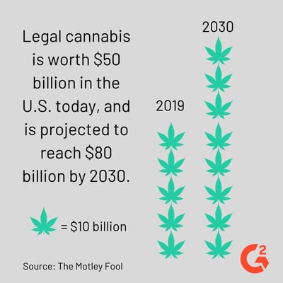 cannabis statistic