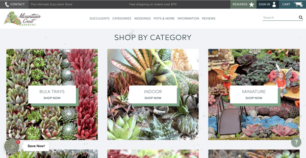 Succulent wholesale