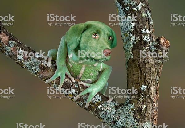 dog frog