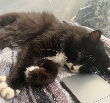 cat relaxing on a bed with a laptop